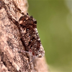 Platybrachys sp. (genus) at Douglas, QLD - 27 May 2025 04:59 PM