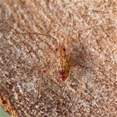 Hemiptera (order) at Douglas, QLD - 27 May 2025 by Hejor1