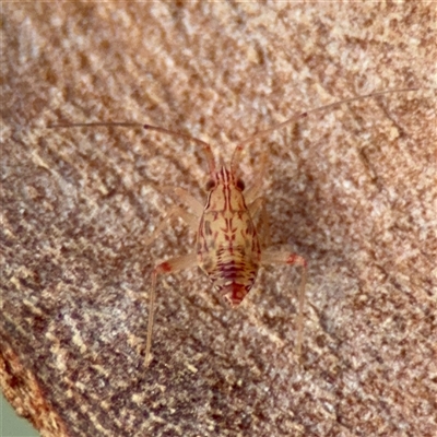 Hemiptera (order) at Douglas, QLD - 27 May 2025 by Hejor1