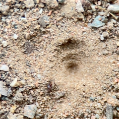 Myrmeleontidae (family) at Douglas, QLD - 27 May 2025 by Hejor1