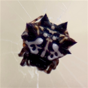 Austracantha minax at Douglas, QLD - Yesterday by Hejor1