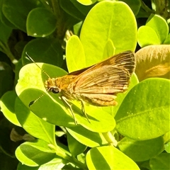 Ocybadistes walkeri at Townsville City, QLD - Yesterday by Hejor1