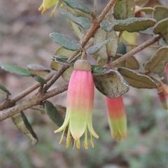 Correa reflexa (Common Correa, Native Fuchsia) at Capital Hill, ACT - 24 Jul 2024 by MichaelBedingfield