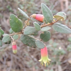 Correa reflexa at Capital Hill, ACT - 24 Jul 2024 03:44 PM