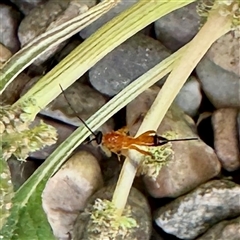 Ichneumonidae (family) at Townsville City, QLD - 27 May 2025 by Hejor1