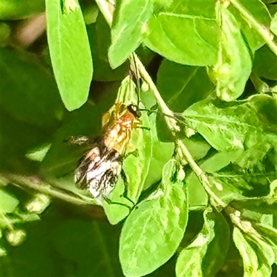 Apocrita (suborder) at Townsville City, QLD - 27 May 2025 by Hejor1