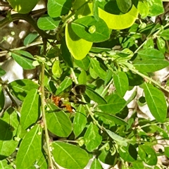 Unverified at suppressed - suppressed