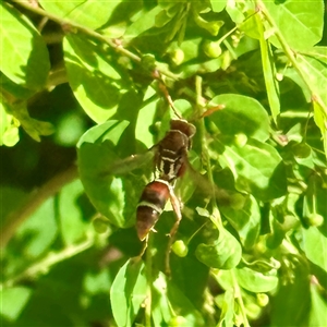 Polistes sp. (genus) at Townsville City, QLD - Yesterday by Hejor1
