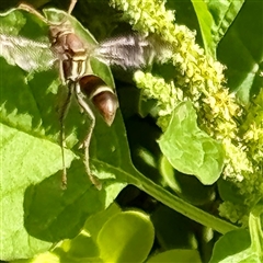 Polistes sp. (genus) at Townsville City, QLD - 27 May 2025 02:12 PM