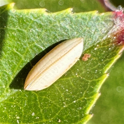 Blattidae sp. (family) at Townsville City, QLD - 27 May 2025 by Hejor1