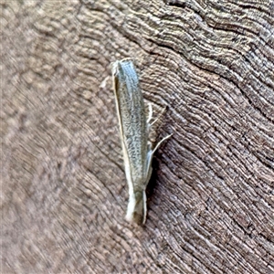Culladia cuneiferellus at Townsville City, QLD - Yesterday by Hejor1