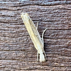 Culladia cuneiferellus at Townsville City, QLD - 27 May 2025 02:05 PM