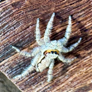 Salticidae (family) at Townsville City, QLD - Yesterday by Hejor1