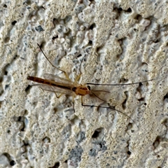 Chironomidae (family) at Townsville City, QLD - 27 May 2025 by Hejor1