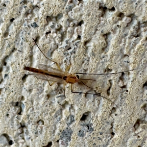 Chironomidae (family) at Townsville City, QLD - Yesterday by Hejor1