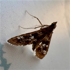 Sameodes cancellalis (A Crambid moth (Spilomelinae) at Townsville City, QLD - 27 May 2025 by Hejor1