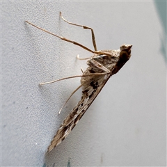 Sameodes cancellalis at Townsville City, QLD - 27 May 2025 01:50 PM
