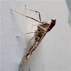Sameodes cancellalis at Townsville City, QLD - 27 May 2025 01:50 PM
