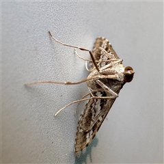 Sameodes cancellalis at Townsville City, QLD - 27 May 2025 01:50 PM