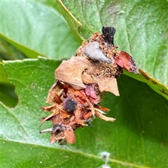 Hyalarcta huebneri (Leafy Case Moth) at Townsville City, QLD - 27 May 2025 by Hejor1
