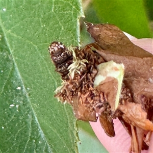Hyalarcta huebneri at Townsville City, QLD - 27 May 2025 11:33 AM