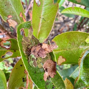 Hyalarcta huebneri at Townsville City, QLD - 27 May 2025 11:33 AM