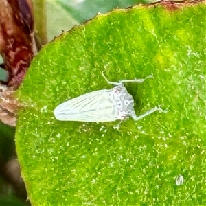 Cicadellidae (family) at Douglas, QLD - Yesterday by Hejor1
