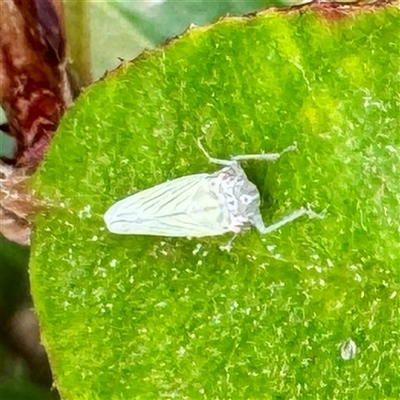 Cicadellidae (family) at Douglas, QLD - 27 May 2025 by Hejor1