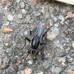Muscidae (family) at Townsville City, QLD - 27 May 2025 by Hejor1