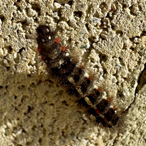 Noctuoidea (superfamily) at Townsville City, QLD - Yesterday by Hejor1