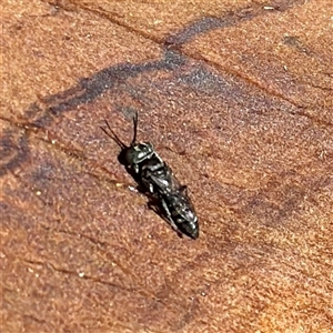 Crabronidae (family) at Townsville City, QLD - Yesterday by Hejor1