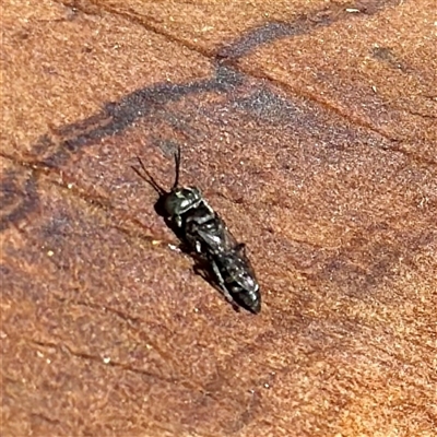 Crabronidae (family) at Townsville City, QLD - 27 May 2025 by Hejor1