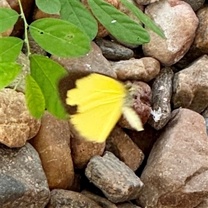 Eurema sp. (Genus) at Townsville City, QLD - Yesterday by Hejor1