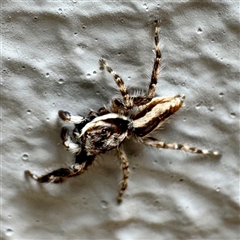 Salticidae (family) at Townsville City, QLD - 27 May 2025 by Hejor1