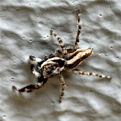 Salticidae (family) at Townsville City, QLD - 27 May 2025 by Hejor1