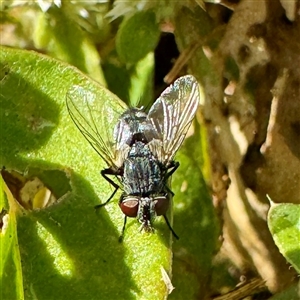 Tachinidae (family) at Townsville City, QLD - Yesterday by Hejor1