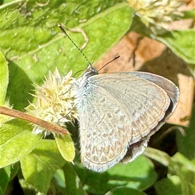Zizina otis (Common Grass-Blue) at Townsville City, QLD - 27 May 2025 by Hejor1