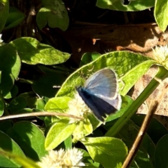 Zizina otis at Townsville City, QLD - 27 May 2025 09:10 AM