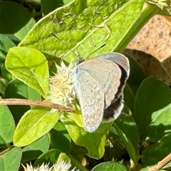 Zizina otis at Townsville City, QLD - 27 May 2025 09:10 AM