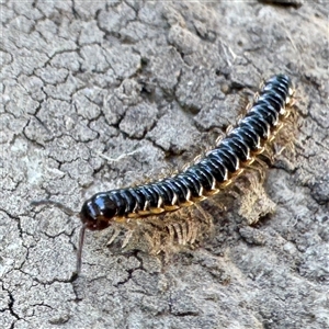 Paradoxosomatidae sp. (family) at Townsville City, QLD - Yesterday by Hejor1