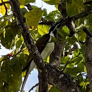 Entomyzon cyanotis at Townsville City, QLD - 27 May 2025 09:04 AM