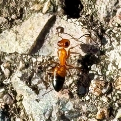 Opisthopsis sp. (genus) (Strobe ants) at Townsville City, QLD - 27 May 2025 by Hejor1