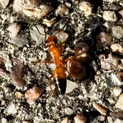 Opisthopsis sp. (genus) at Townsville City, QLD - 27 May 2025 08:59 AM