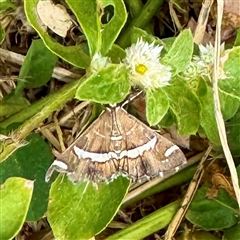 Spoladea recurvalis (Beet Webworm) at Townsville City, QLD - 27 May 2025 by Hejor1