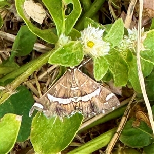 Spoladea recurvalis at Townsville City, QLD - Yesterday by Hejor1
