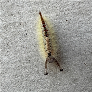 Orgyia anartoides at Townsville City, QLD - Yesterday by Hejor1