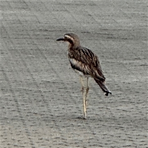 Dacelo novaeguineae at Townsville City, QLD - Yesterday by Hejor1