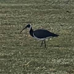 Threskiornis spinicollis (Straw-necked Ibis) at Townsville City, QLD - 27 May 2025 by Hejor1