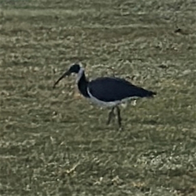 Threskiornis spinicollis (Straw-necked Ibis) at Townsville City, QLD - 27 May 2025 by Hejor1