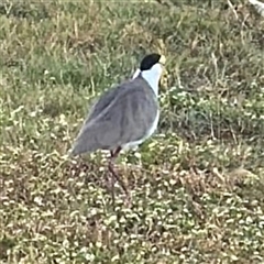 Vanellus miles (Masked Lapwing) at Townsville City, QLD - 27 May 2025 by Hejor1